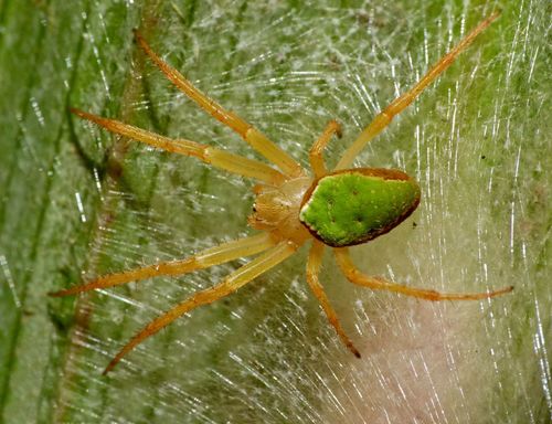 Green Orbweb Spider photo 3