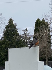 Turdus migratorius