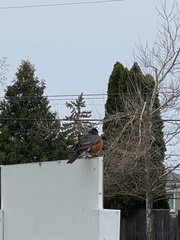 Turdus migratorius