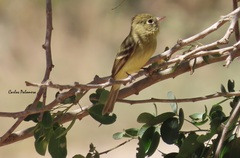 Empidonax occidentalis