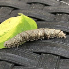 Catocala ultronia