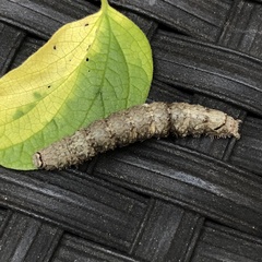 Catocala ultronia