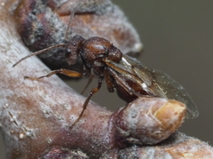 Callirhytis elliptica