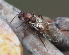Callirhytis elliptica
