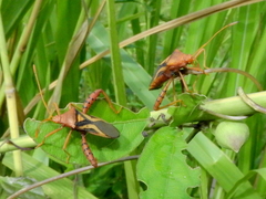 Crinocerus sanctus