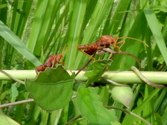 Crinocerus sanctus
