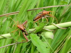 Crinocerus sanctus