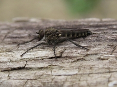 Lasiopogon