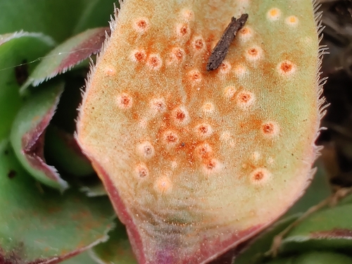 Endophyllum
