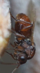 Callirhytis elliptica