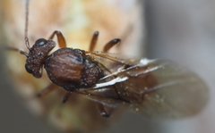 Callirhytis elliptica