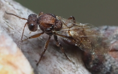 Callirhytis elliptica