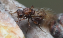 Callirhytis elliptica