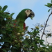 Chestnut-fronted Macaw - Photo (c) leocastillo, some rights reserved (CC BY-NC), uploaded by leocastillo