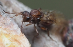 Callirhytis elliptica