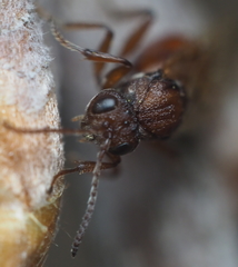 Callirhytis elliptica