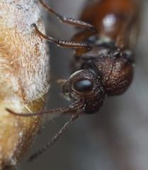 Callirhytis elliptica