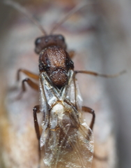 Callirhytis elliptica