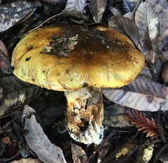 Cortinarius ponderosus