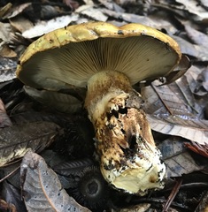 Cortinarius ponderosus