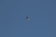 Chroicocephalus ridibundus