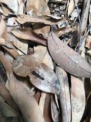 Harpegnathos venator