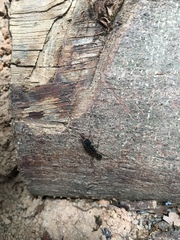 Harpegnathos venator