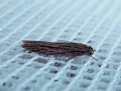 Phylomictis idiotricha