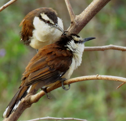 Bicolored Wren