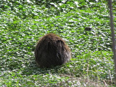 Cavia aperea anolaimae