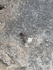 Myrmecocystus mendax