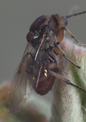 Callirhytis ellipsoida