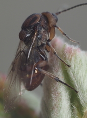 Callirhytis ellipsoida