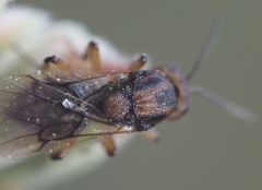 Callirhytis ellipsoida