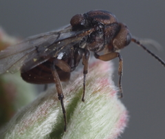 Callirhytis ellipsoida