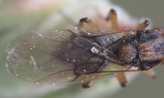 Callirhytis ellipsoida