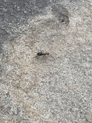 Myrmecocystus mendax