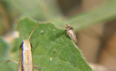 Xerophloea viridis