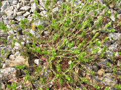 Sagina japonica
