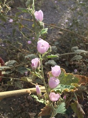 Sphaeralcea axillaris
