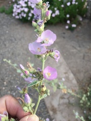 Sphaeralcea axillaris