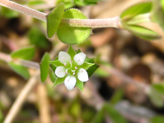 Sagina japonica