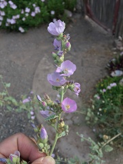 Sphaeralcea axillaris