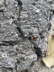 Myrmecocystus mendax