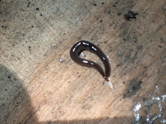Endeavouria septemlineata