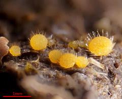 Lasiobolus intermedius