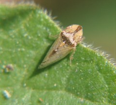 Xerophloea viridis