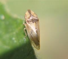 Xerophloea viridis