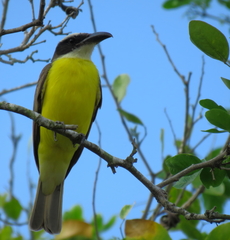 Megarynchus pitangua