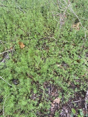 Floerkea proserpinacoides